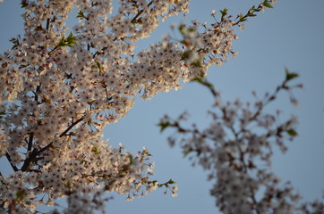 夕焼けの桜