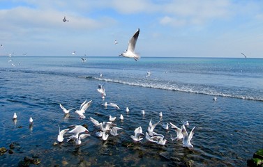 colorful image of swans with blue water background