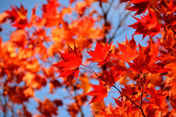晴天と紅葉