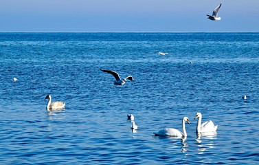 colorful image of swans with blue water background