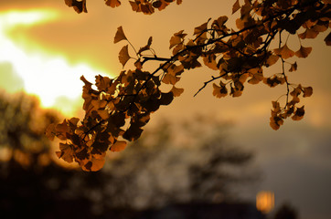 夕焼け背景のイチョウ