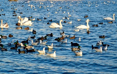 colorful image of swans with blue water background