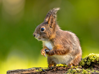 Red squirrel portrait