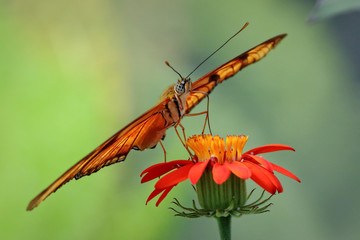 Extreme closeup of orange Julia Butterfly feeding on beautiful flower