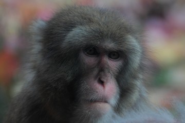 Extreme closeup portrait of Japanese Macaque