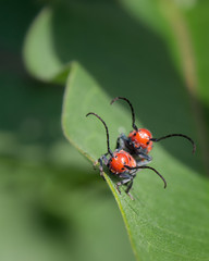 Naklejka premium Close-up of Red Milkweed Beetles coupling on green leaf