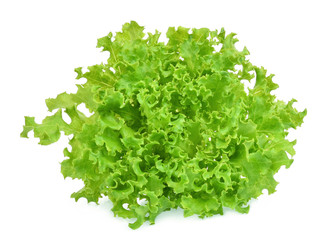 fresh green oak lettuce isolated on white background