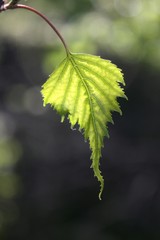 Backlit Grey Birch leaf
