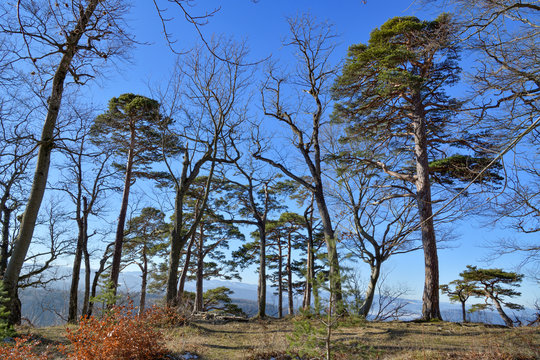 Winterbaumcharaktere 