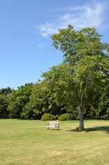 木のそばに１つのベンチ