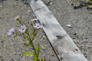 砂利道に咲く花