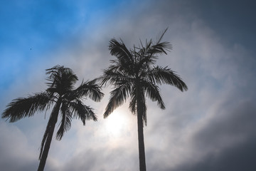Coconut tree Silhouette