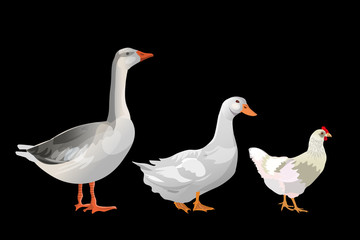 Obraz premium Set of farm birds