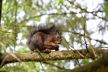 Red squirrel sitting on the branch of the pine tree in the pine forest