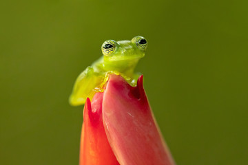 Spiny Cochran frog (Teratohyla spinosa) found in the Pacific lowlands of northern and central Ecuador and western Colombia, northward on the Pacific slopes Panama and Costa Rica