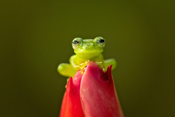 Spiny Cochran frog (Teratohyla spinosa) found in the Pacific lowlands of northern and central Ecuador and western Colombia, northward on the Pacific slopes Panama and Costa Rica