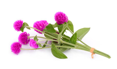 globe amaranth flower isolated on white background