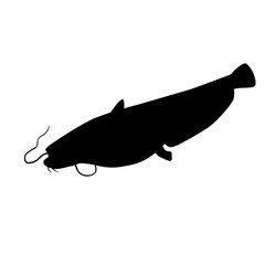 Wels catfish vector