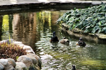 Ducks in the garden pond