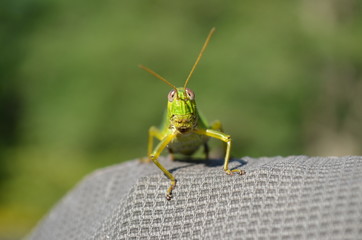 バッタはじっとこちらを見ている