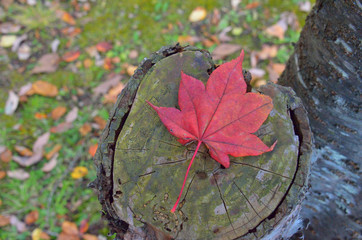 切り株の上に紅葉