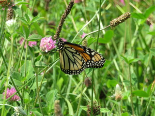 Monarch butterfly on flower