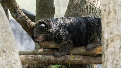 Black bear sleeping on the tree