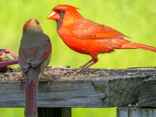 cardinals on a fence