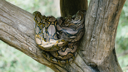 Large snake on the tree