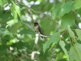 Hummingbird on a branch