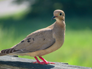 Morning Dove on a fence