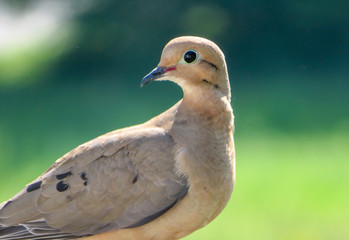Mourning Dove