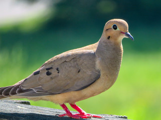 mourning Dove