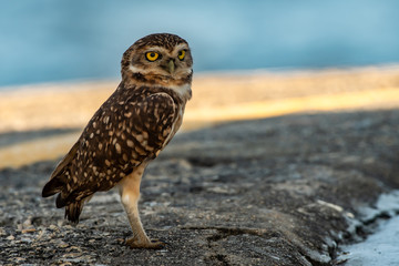 Owl's eye