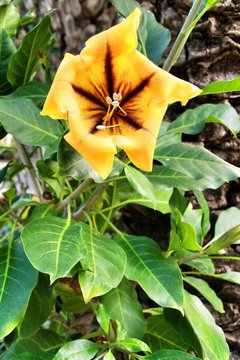 Solandra Maxima flower in the garden