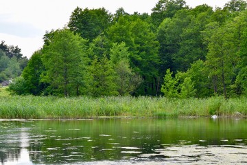 Spring landscape with river and trees