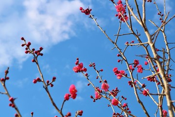 風景　青空　紅梅　茨城