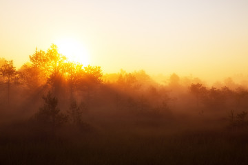 Gorgeous sunrise over forest