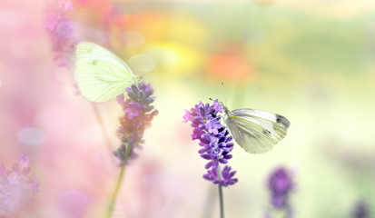 Naklejka premium Butterfly on lavender flower, selective focus on white butterfly - beautiful nature