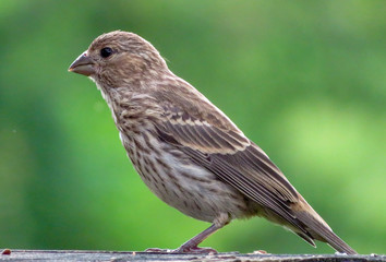 House Finch