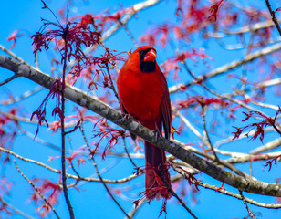 cardinal on a branch