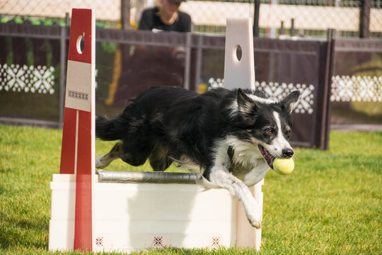 Photo from Flyball schampionship in Prague. I love dogs on that. There was best dog from czech republic.