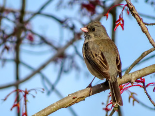 bird on a branch