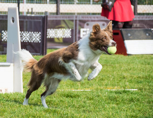 Photo from Flyball schampionship in Pesopark in Prague.nIt was amazing experience. I love dogs on...