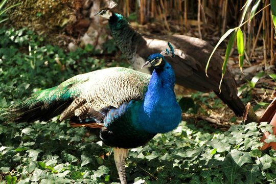 Colorful peacocks in a garden