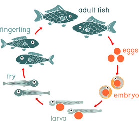 Life cycle of fish. Sequence of stages of development of fish from egg (roe) to adult animal