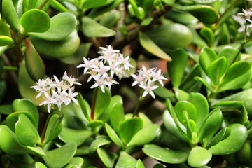 Jade plant, Crassula ovata flowers in the garden