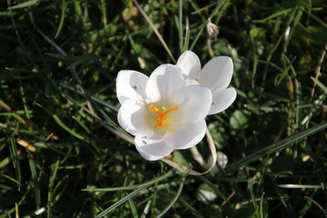Purple and white crocus flowers just came out of the bulb on the end of the winter in 2019 in Bergschenhoek, the Netherlands