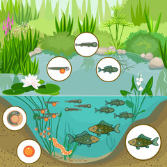 Pond ecosystem and life cycle of fish. Sequence of stages of development of fish from egg (roe) to adult animal