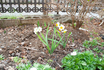 nature　garden　flower　spring　green　leaf